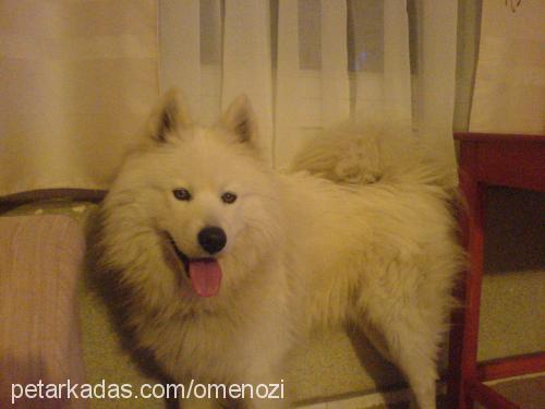 tito Erkek Samoyed