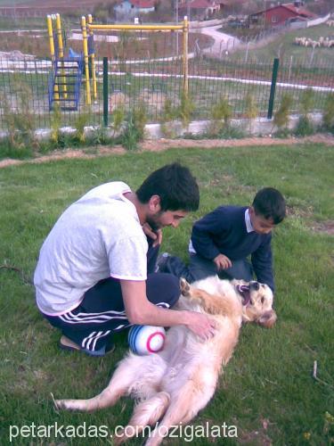 lucky Dişi Golden Retriever