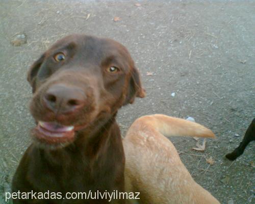 sera Dişi Labrador Retriever