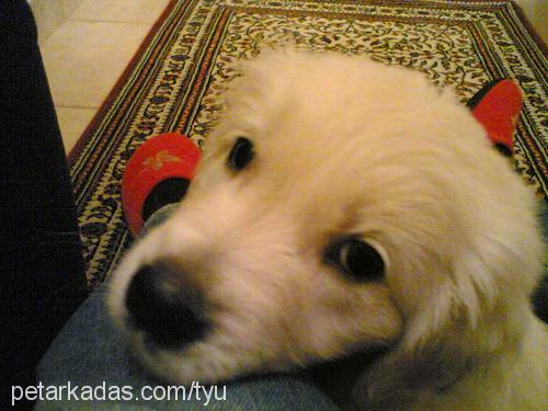 PAMUK Dişi Golden Retriever