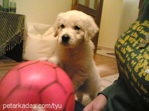 PAMUK Dişi Golden Retriever