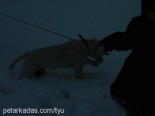 PAMUK Dişi Golden Retriever