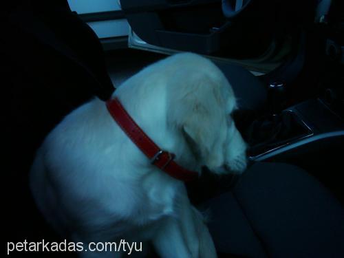 PAMUK Dişi Golden Retriever