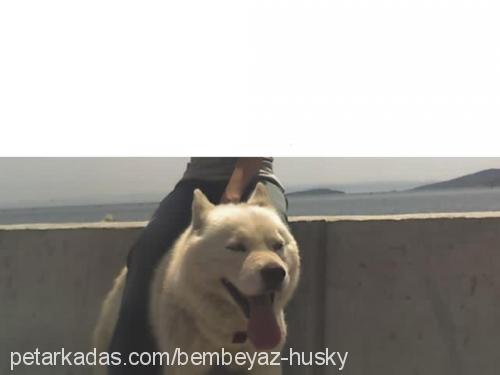 pamuk Erkek Sibirya Kurdu (Husky)