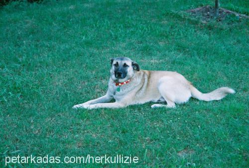 Tobi Erkek Kangal