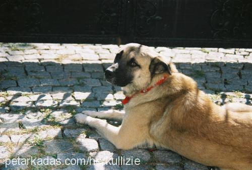 Tobi Erkek Kangal