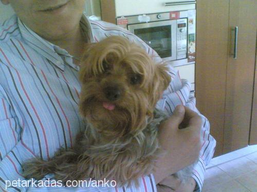 cano Erkek Yorkshire Terrier