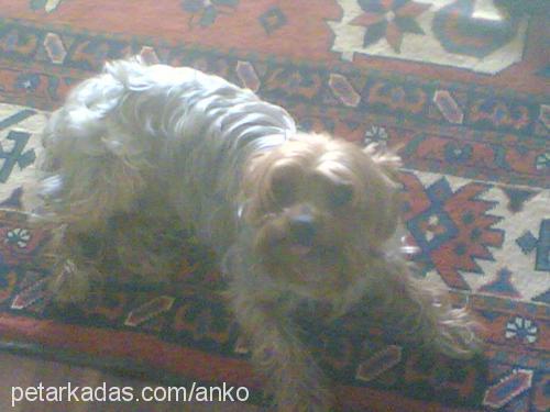 cano Erkek Yorkshire Terrier