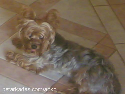 cano Erkek Yorkshire Terrier