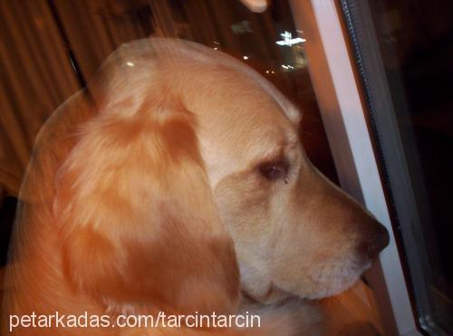 Tarçın Dişi Golden Retriever