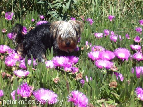 BRENDY Erkek Yorkshire Terrier