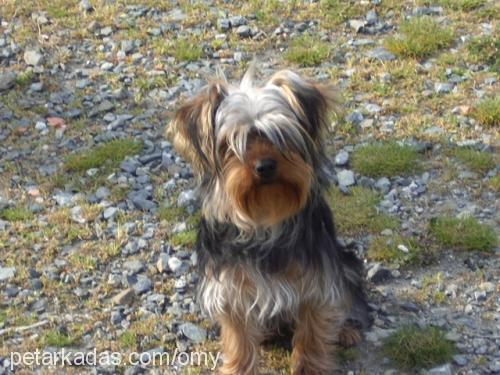 BRENDY Erkek Yorkshire Terrier