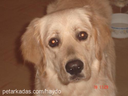 haydut Erkek Golden Retriever