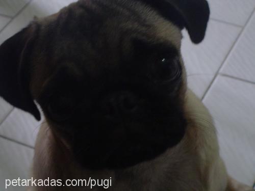 pugi Dişi Pug