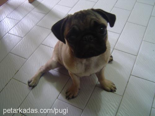 pugi Dişi Pug