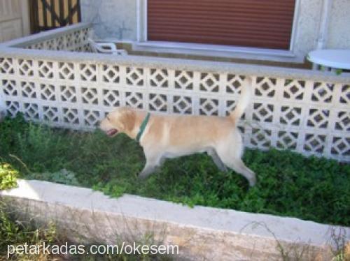 puppy Erkek Labrador Retriever