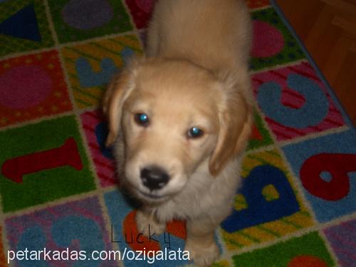 lucky Dişi Golden Retriever