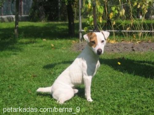 perde Dişi Jack Russell Terrier