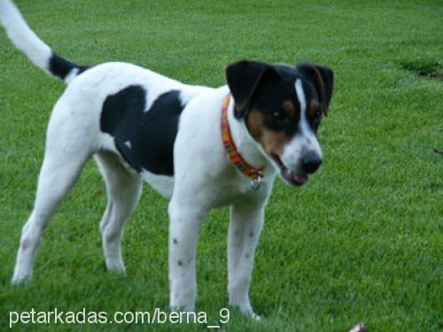 sucuk Erkek Jack Russell Terrier