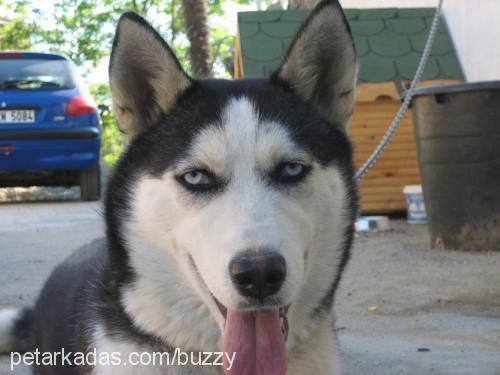 Buzzy Dişi Sibirya Kurdu (Husky)