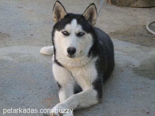 Buzzy Dişi Sibirya Kurdu (Husky)