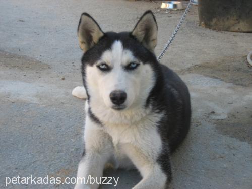 Buzzy Dişi Sibirya Kurdu (Husky)