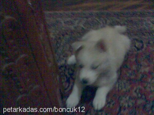 boncuk Dişi Sibirya Kurdu (Husky)