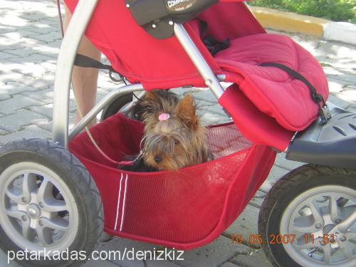 CHICCO Erkek Yorkshire Terrier