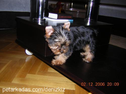 CHICCO Erkek Yorkshire Terrier