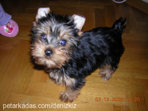 CHICCO Erkek Yorkshire Terrier