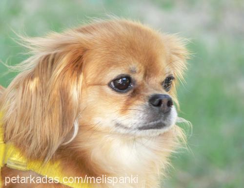 panki Dişi Pekingese