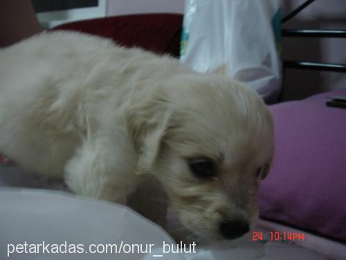 Bulut Erkek Golden Retriever