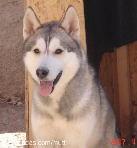 mutti Erkek Alaskan Malamute