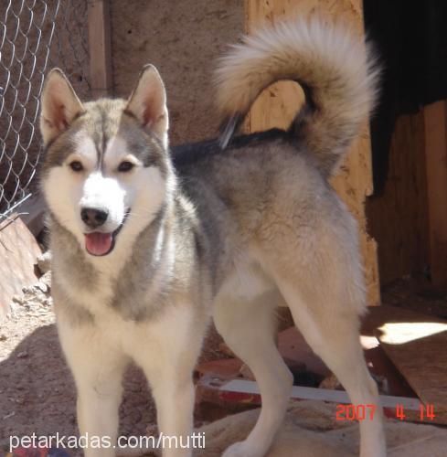 mutti Erkek Alaskan Malamute