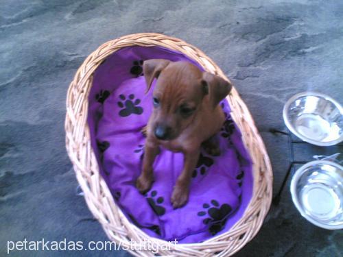 findik Dişi Minyatür Pinscher