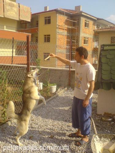 mutti Erkek Alaskan Malamute