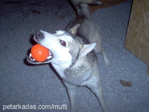 mutti Erkek Alaskan Malamute