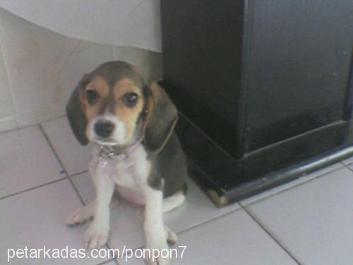 KARAMEL Dişi Beagle