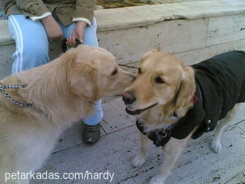 hardal Erkek Golden Retriever