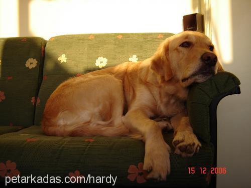 hardal Erkek Golden Retriever