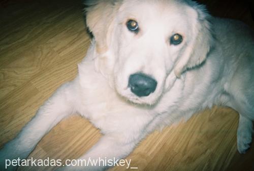 whiskey Erkek Golden Retriever