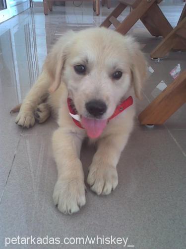 whiskey Erkek Golden Retriever