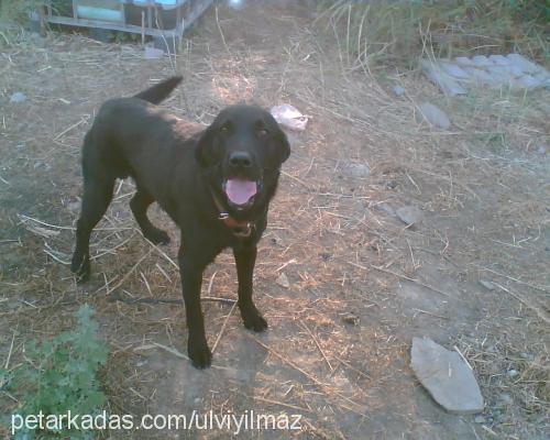 sera Dişi Labrador Retriever