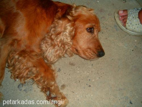 angii Dişi İngiliz Cocker Spaniel