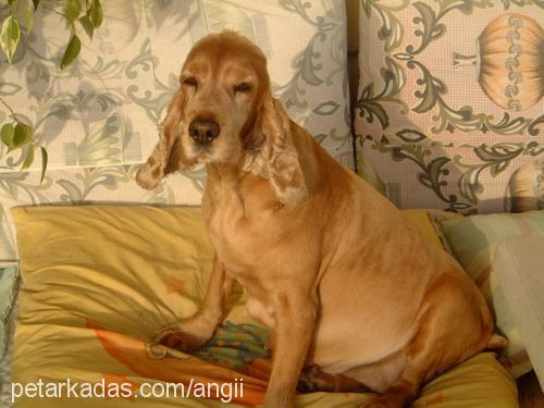 angii Dişi İngiliz Cocker Spaniel