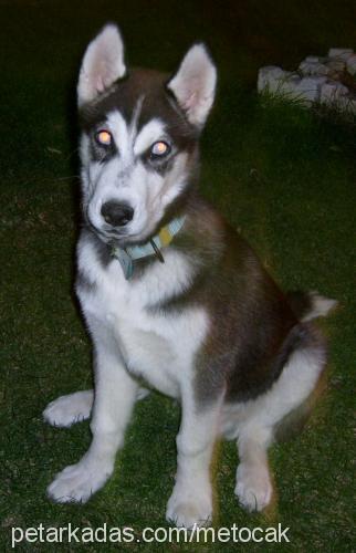 bady Erkek Sibirya Kurdu (Husky)