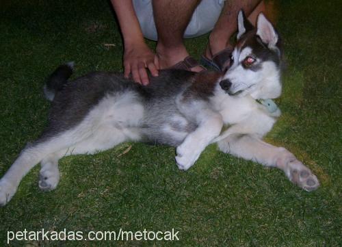 bady Erkek Sibirya Kurdu (Husky)