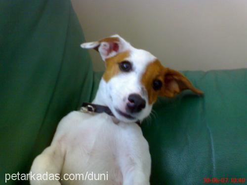 Hayta Erkek Jack Russell Terrier