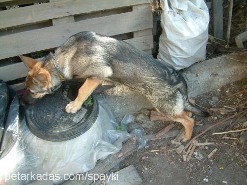 Spayki Dişi Alman Çoban Köpeği