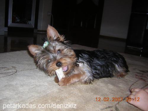 CHICCO Erkek Yorkshire Terrier